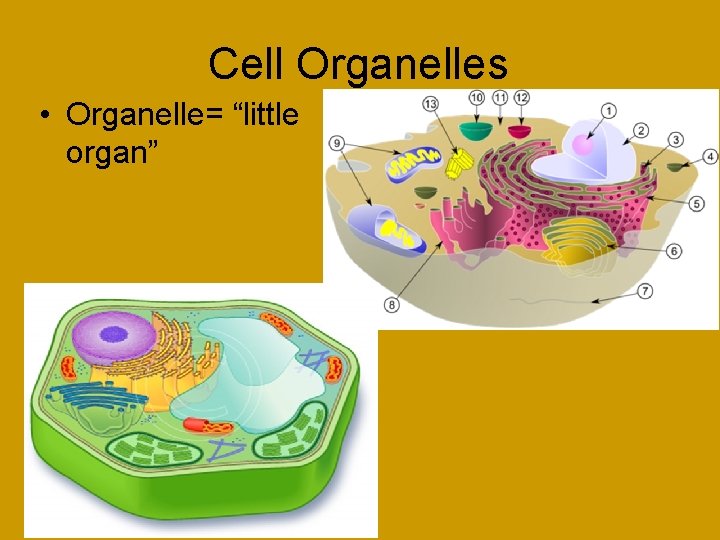 Cell Organelles • Organelle= “little organ” 