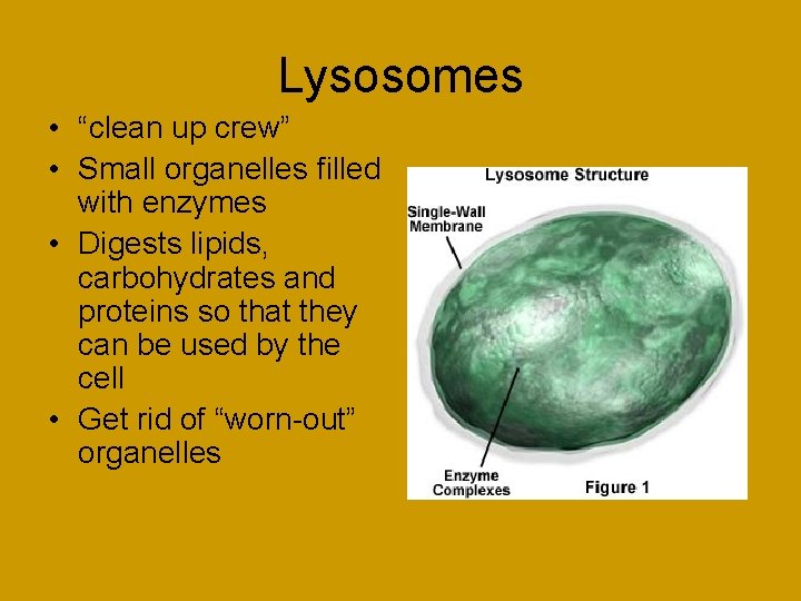 Lysosomes • “clean up crew” • Small organelles filled with enzymes • Digests lipids,