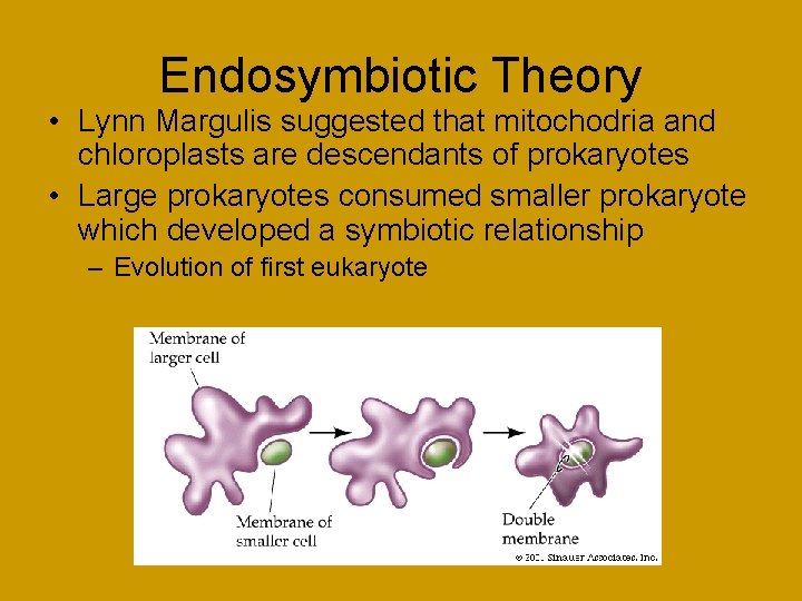 Endosymbiotic Theory • Lynn Margulis suggested that mitochodria and chloroplasts are descendants of prokaryotes