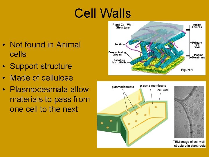 Cell Walls • Not found in Animal cells • Support structure • Made of