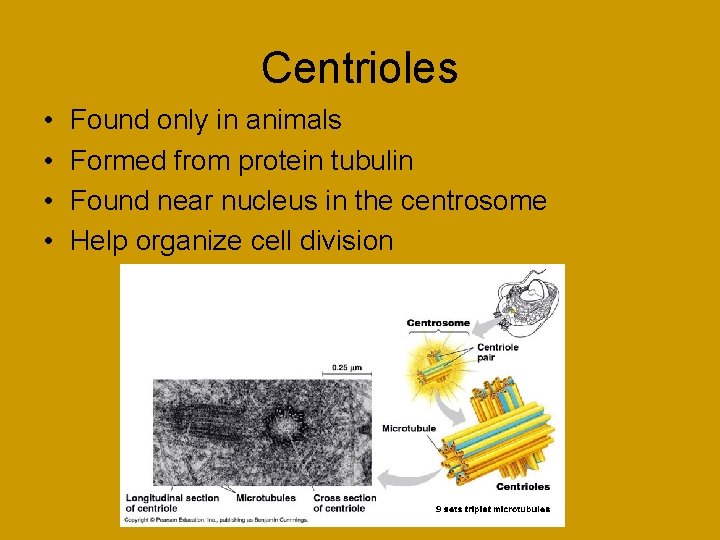 Centrioles • • Found only in animals Formed from protein tubulin Found near nucleus