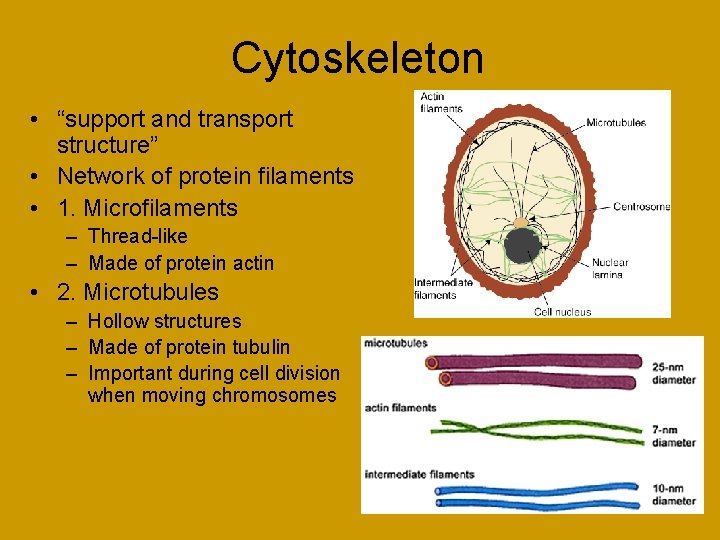 Cytoskeleton • “support and transport structure” • Network of protein filaments • 1. Microfilaments