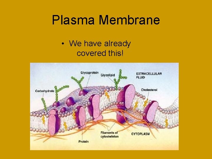 Plasma Membrane • We have already covered this! 