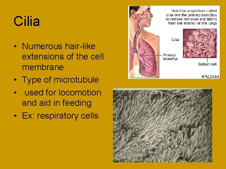 Cilia • Numerous hair-like extensions of the cell membrane • Type of microtubule •