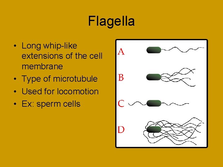 Flagella • Long whip-like extensions of the cell membrane • Type of microtubule •