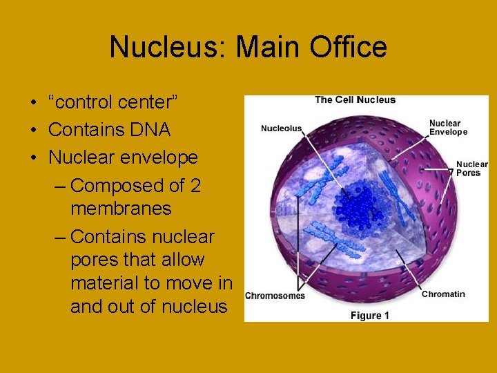 Nucleus: Main Office • “control center” • Contains DNA • Nuclear envelope – Composed