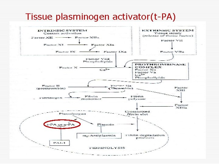 Tissue plasminogen activator(t-PA) 
