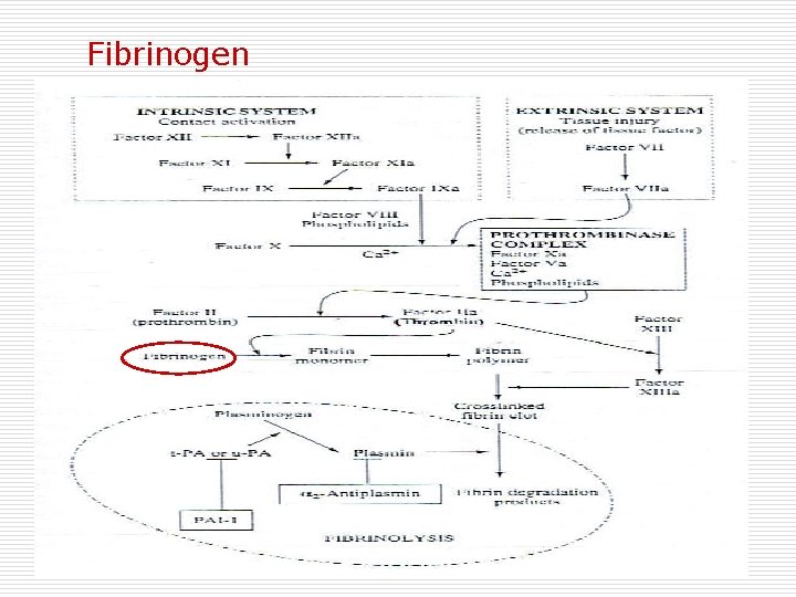 Fibrinogen 