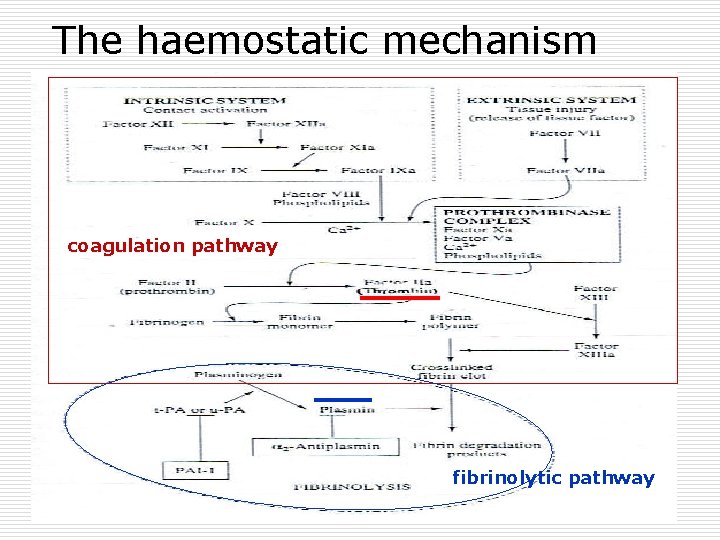 The haemostatic mechanism coagulation pathway fibrinolytic pathway 