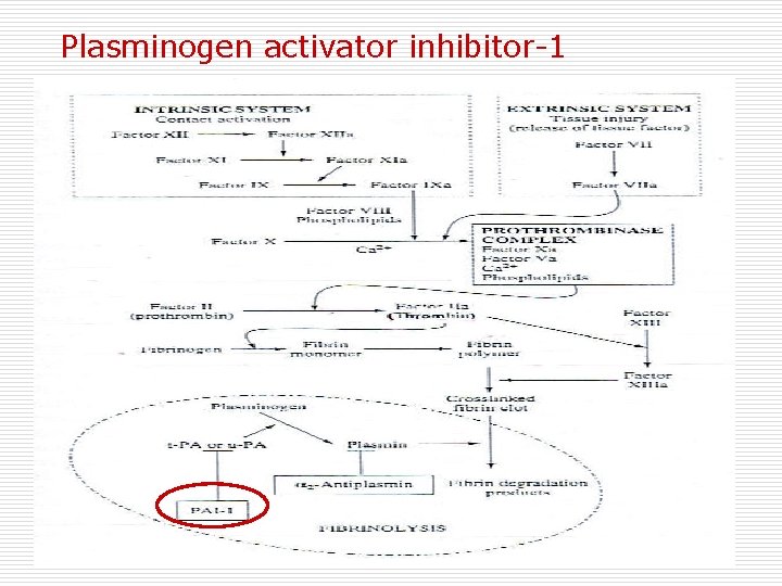 Plasminogen activator inhibitor-1 