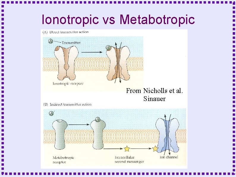 Ionotropic vs Metabotropic From Nicholls et al. Sinauer 