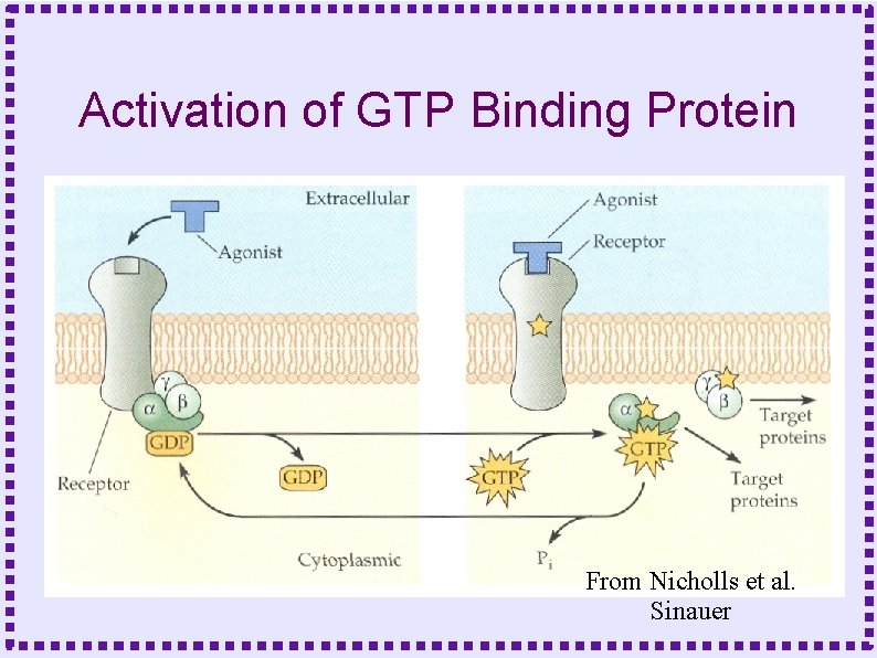 Activation of GTP Binding Protein From Nicholls et al. Sinauer 