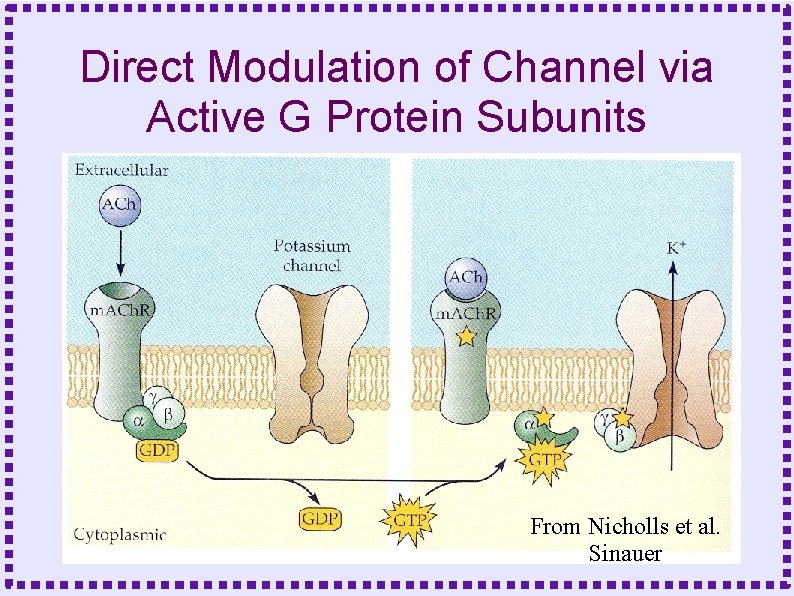 Direct Modulation of Channel via Active G Protein Subunits From Nicholls et al. Sinauer