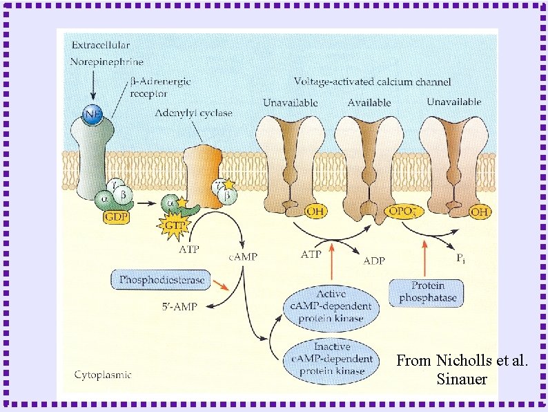 From Nicholls et al. Sinauer 