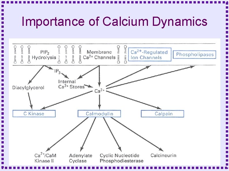 Importance of Calcium Dynamics 