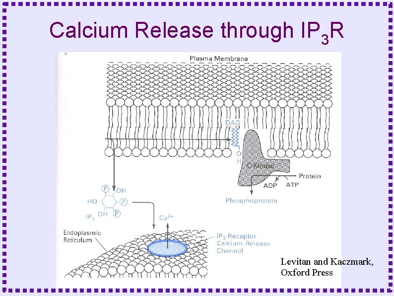 Calcium Release through IP 3 R Levitan and Kaczmark, Oxford Press 