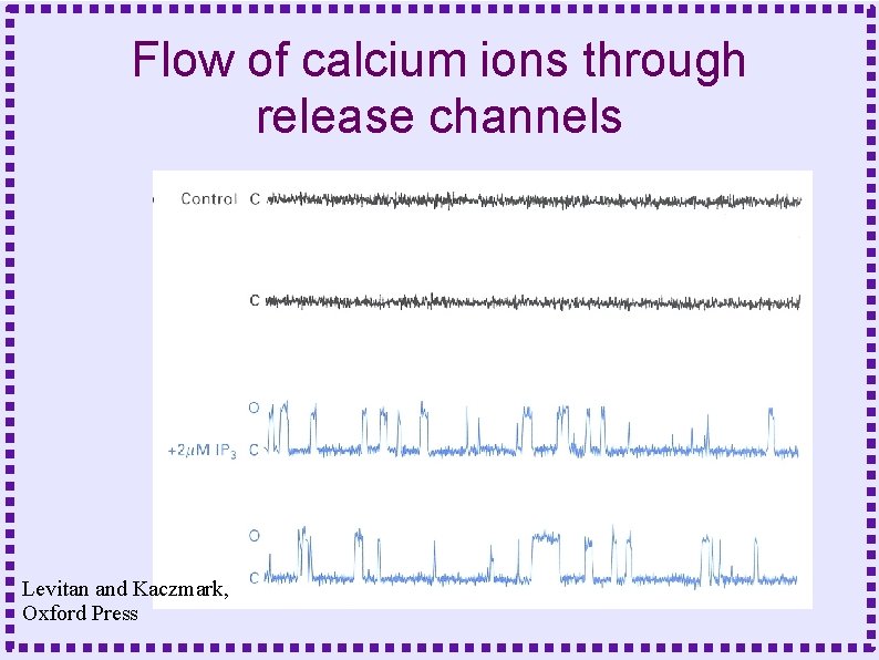 Flow of calcium ions through release channels Levitan and Kaczmark, Oxford Press 