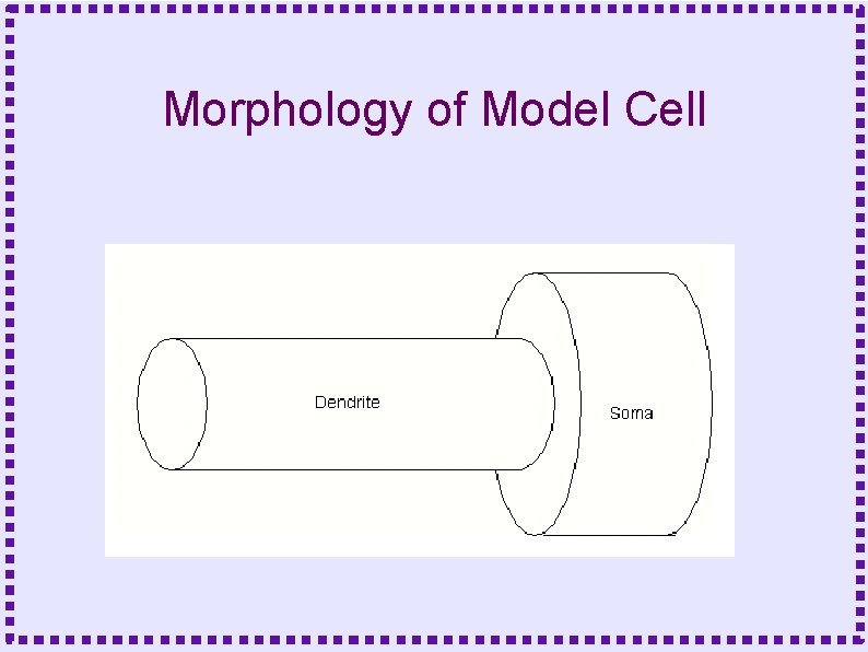 Morphology of Model Cell 