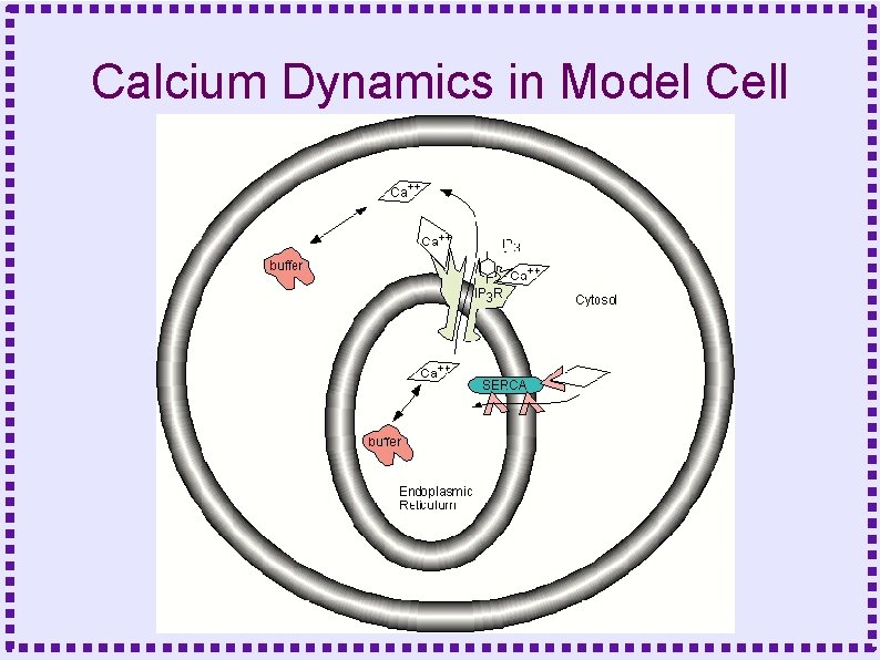 Calcium Dynamics in Model Cell 