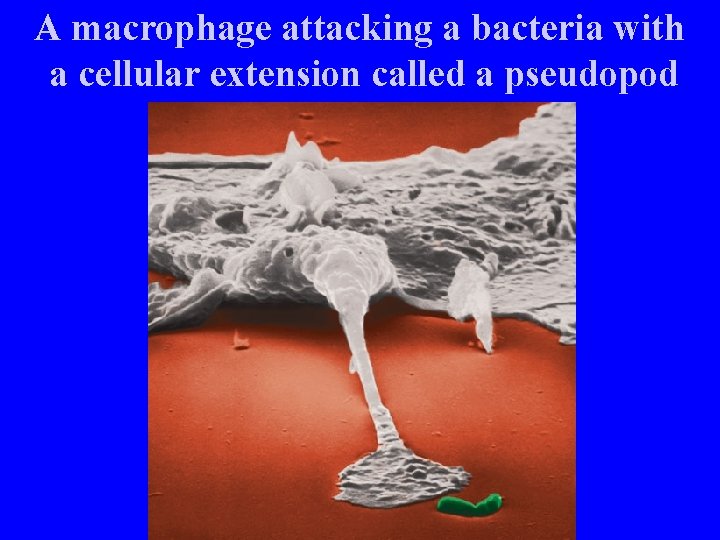 A macrophage attacking a bacteria with a cellular extension called a pseudopod 