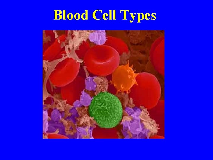 Blood Cell Types 