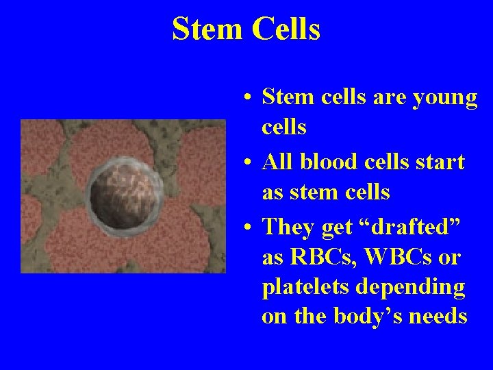 Stem Cells • Stem cells are young cells • All blood cells start as
