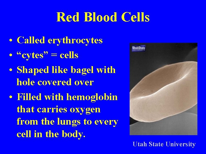 Red Blood Cells • Called erythrocytes • “cytes” = cells • Shaped like bagel