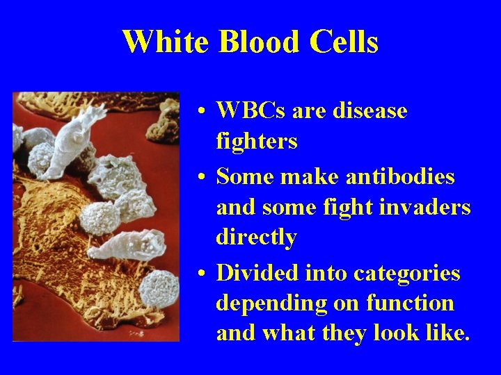 White Blood Cells • WBCs are disease fighters • Some make antibodies and some