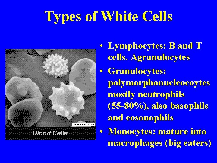 Types of White Cells • Lymphocytes: B and T cells. Agranulocytes • Granulocytes: polymorphonucleocoytes