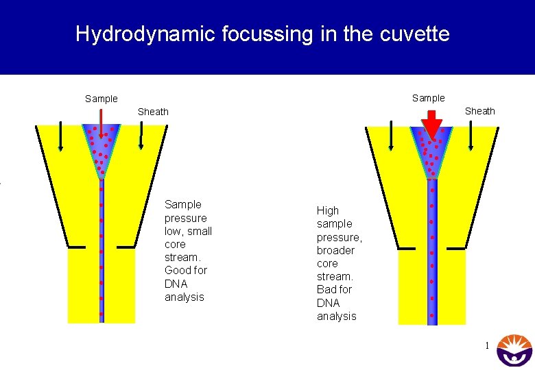 Hydrodynamic focussing in the cuvette Sample Sheath Sample pressure low, small core stream. Good