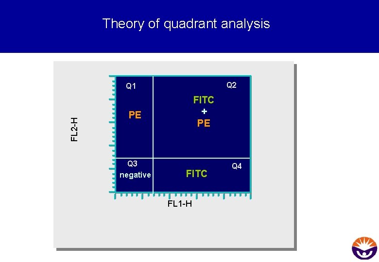 Theory of quadrant analysis Q 2 FL 2 -H Q 1 FITC + PE