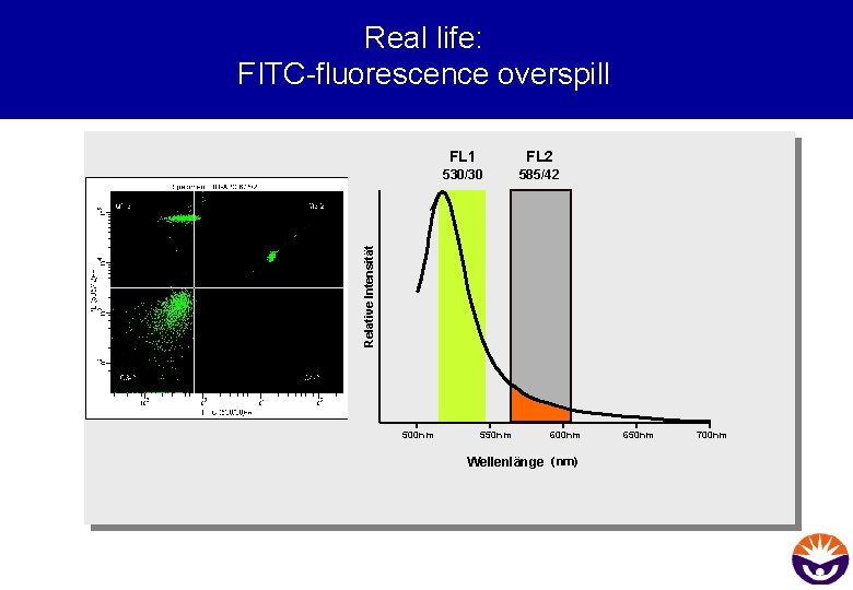Real life: FITC-fluorescence overspill FL 2 530/30 585/42 Relative Intensität FL 1 500 nm
