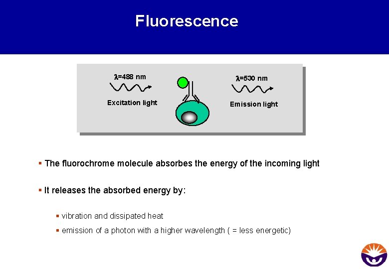 Fluorescence l=488 nm l=530 nm Excitation light Emission light § The fluorochrome molecule absorbes