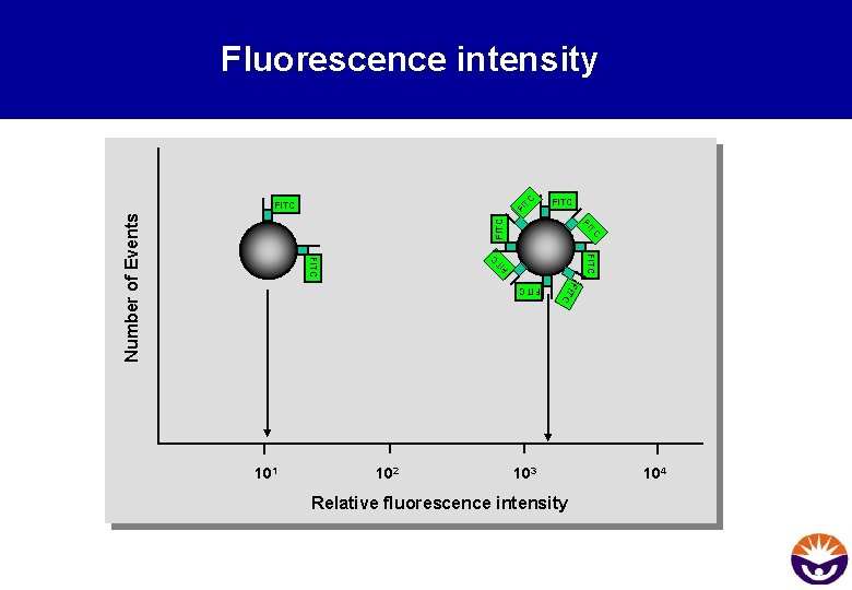 TC Fluorescence intensity FI FITC TC FI FITC Number of Events FITC TC FI