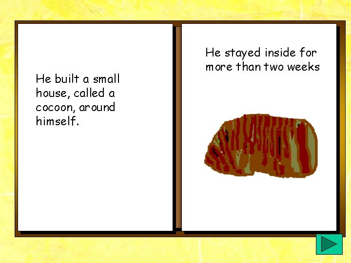 He built a small house, called a cocoon, around himself. He stayed inside for He built a small house, called a cocoon, around himself. He stayed inside for
