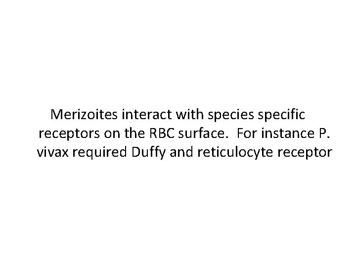 Merizoites interact with species specific receptors on the RBC surface. For instance P. vivax