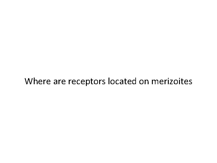 Where are receptors located on merizoites 