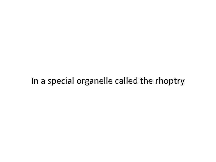 In a special organelle called the rhoptry 