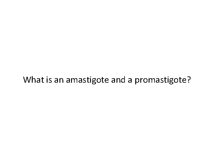 What is an amastigote and a promastigote? 