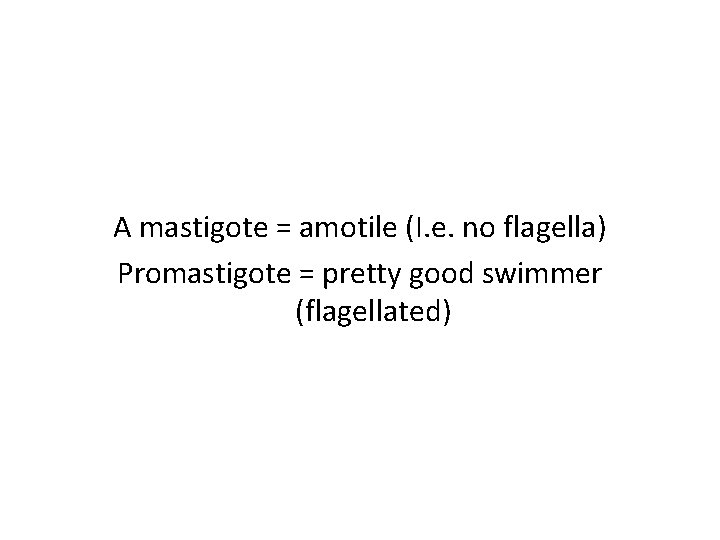 A mastigote = amotile (I. e. no flagella) Promastigote = pretty good swimmer (flagellated)