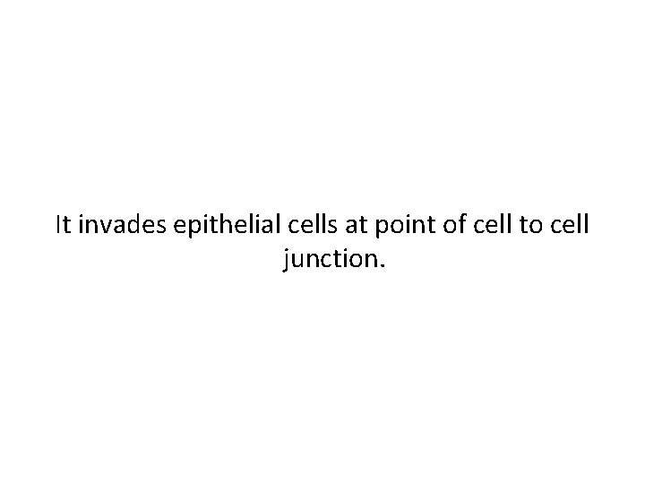 It invades epithelial cells at point of cell to cell junction. 