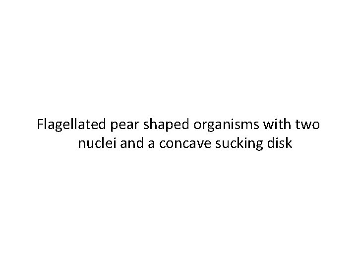 Flagellated pear shaped organisms with two nuclei and a concave sucking disk 