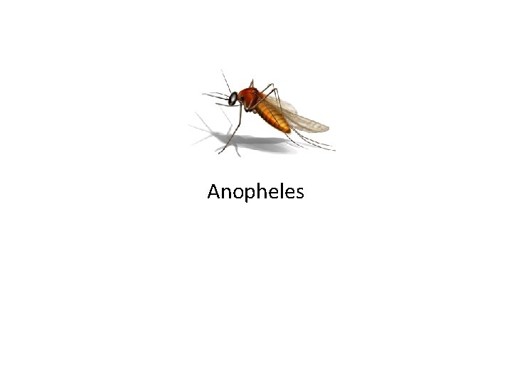 Anopheles 