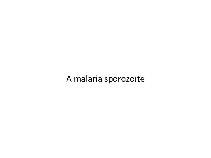 A malaria sporozoite 