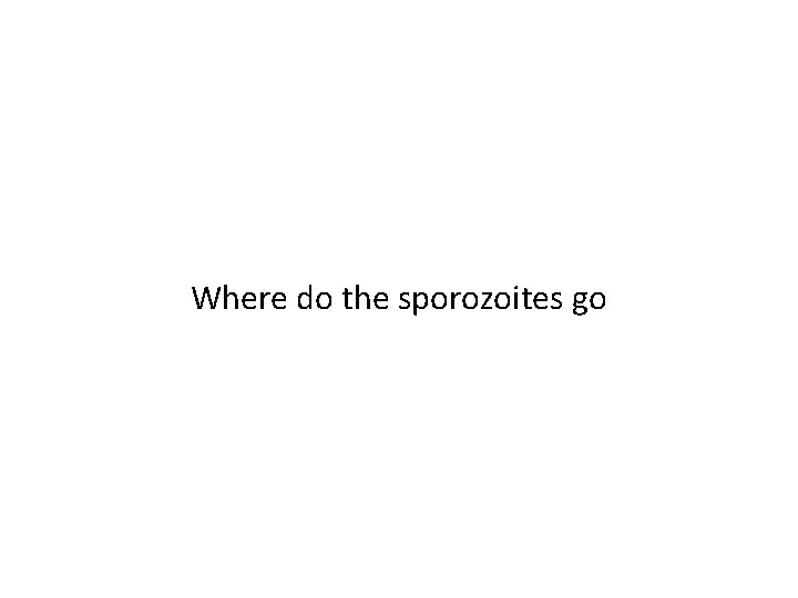 Where do the sporozoites go 
