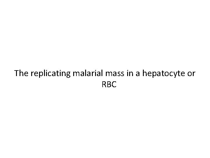 The replicating malarial mass in a hepatocyte or RBC 