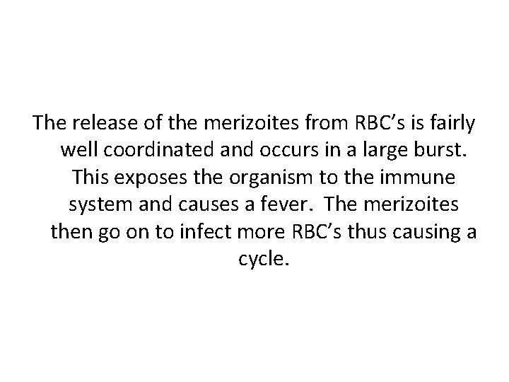 The release of the merizoites from RBC’s is fairly well coordinated and occurs in