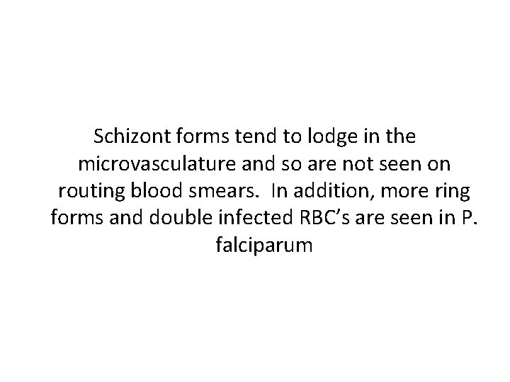 Schizont forms tend to lodge in the microvasculature and so are not seen on