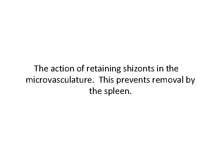 The action of retaining shizonts in the microvasculature. This prevents removal by the spleen.