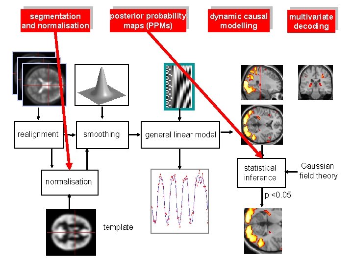 segmentation and normalisation realignment posterior probability maps (PPMs) smoothing dynamic causal modelling multivariate decoding